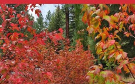 Best Fall Camping In Arizona: How To Find Fall Colors