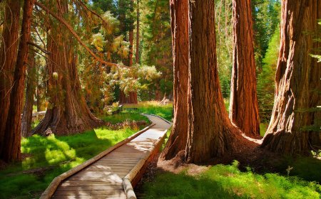 5 Things You Didn’t Know About Sequoia and Kings Canyon National Parks