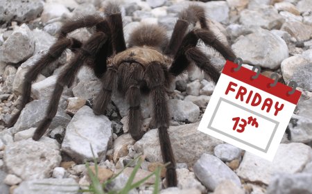 Celebrate Friday the 13th With This Tarantula That’s Looking for Love