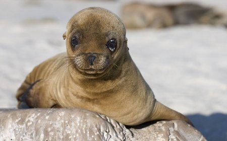 Meet the ‘Singing’ Sea Lion Pup