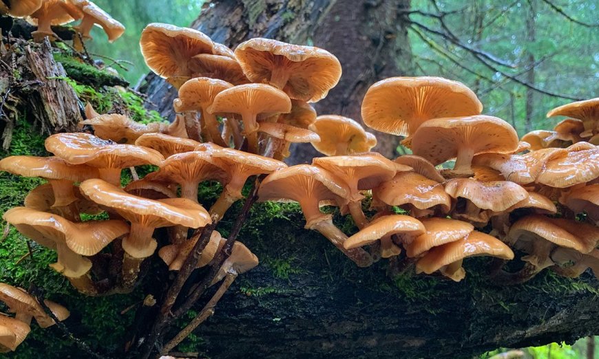 How to Identify Toxic Mushrooms, According to Bear Grylls 