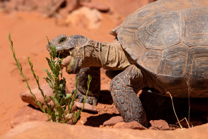 Help Celebrate One of America’s Most Unique Animals During Desert Tortoise Week