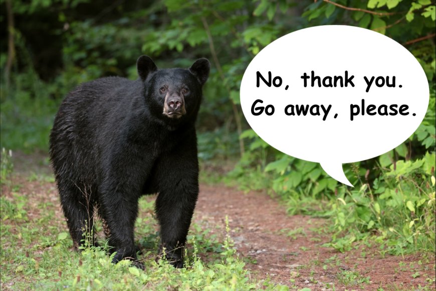 ‘Get Out of Here’: Some of the Best Wildlife Videos From Home Security Cameras