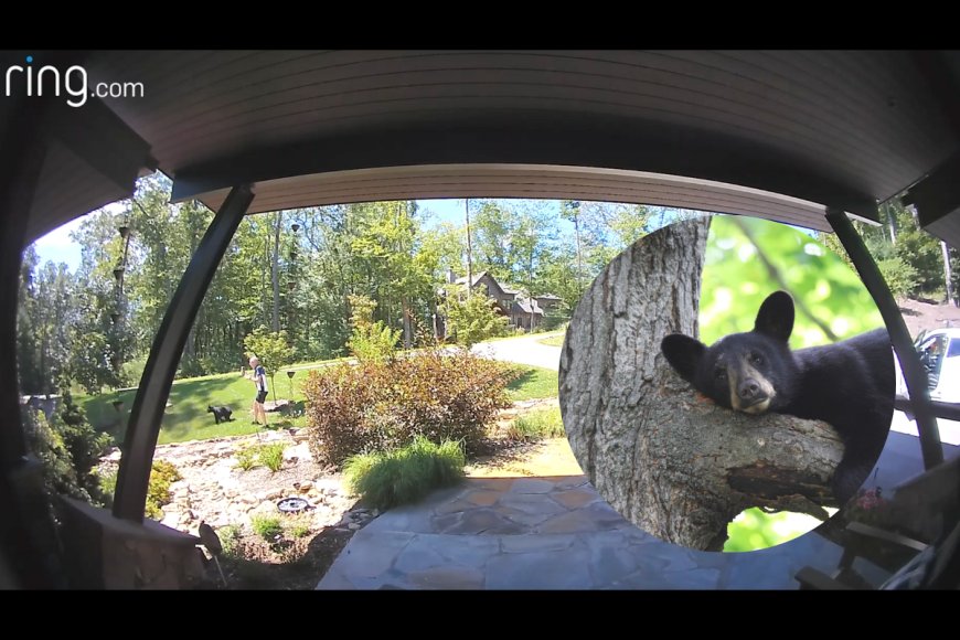 ‘It’s Hard to Tell Who the Incident Scared More’: Camera Captures Encounter Between a Homeowner and Black Bear Cub