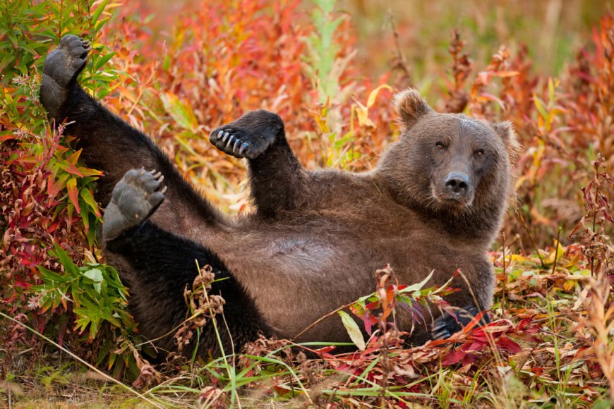 Fat Bear Week Kicks Off Today, Here Are The Bears You Can Vote For