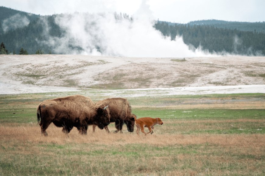 Viral Video Captures Six-Year-Old Boy at Yellowstone Who’s Fed up with Tourists’ Poor Choices