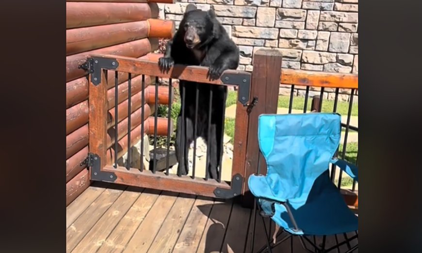 Black Bear Crashes Family Vacation