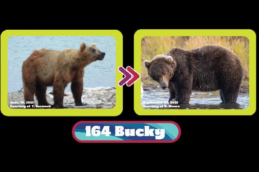 Fat Bear Week Day 2: New Competition Between Older Bears