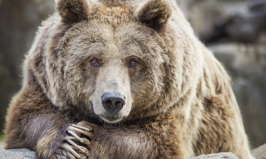 How and Why Do Fat Bears Get So Fat?