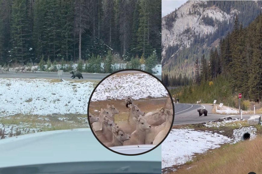 WATCH: Hikers Film Bear Chasing Bighorn Sheep from Parking Lot