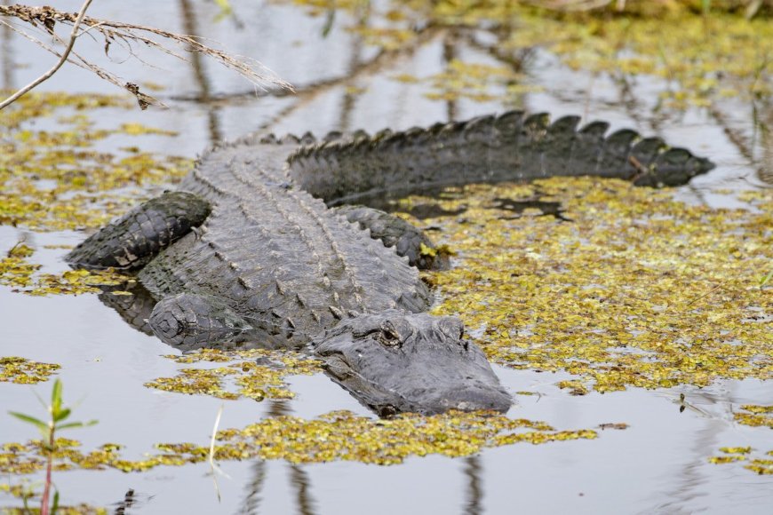 Later Gator: 6 Alligator Myths Busted by an Expert