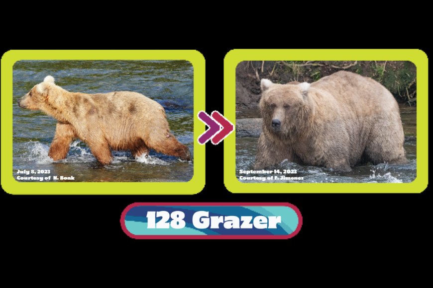 Fat Bear Week Enters the Final Fat Four