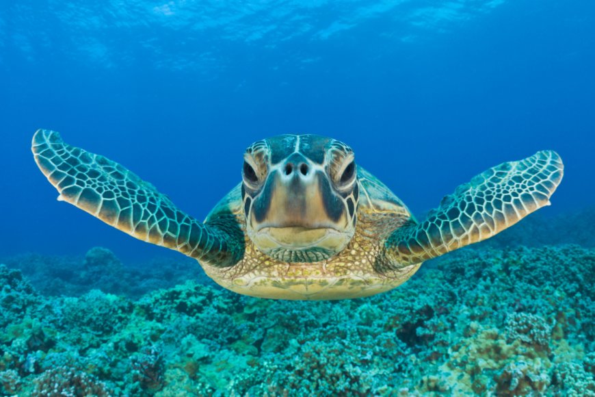 Sea Turtle Rescued from Freshwater Pond in a Florida Trailer Park