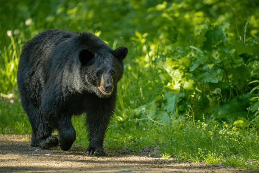 Colorado Wildlife Officials Euthanize Mother Bear That Repeatedly Charged at Two Boys