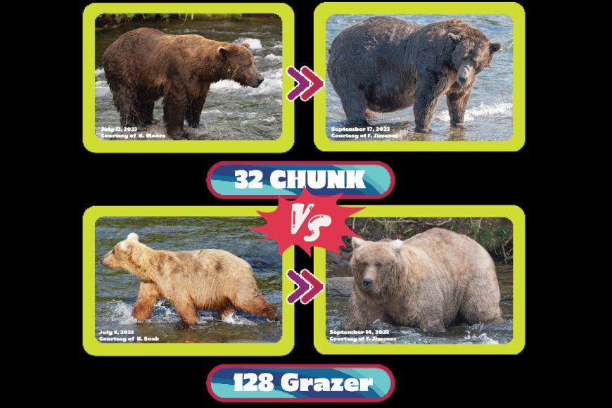 The Final Fat Bear Week Matchup is Here