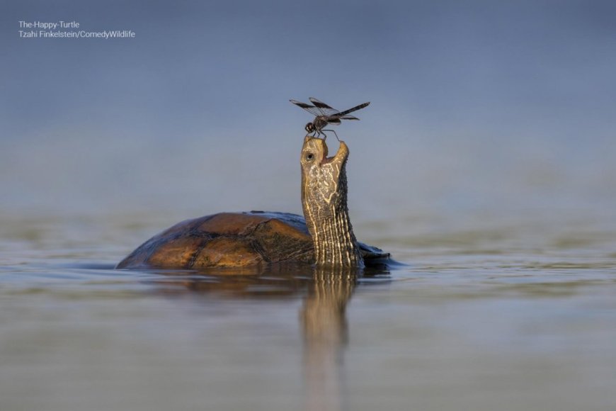 Check out the Finalists for the 2023 Comedy Wildlife Photo Awards