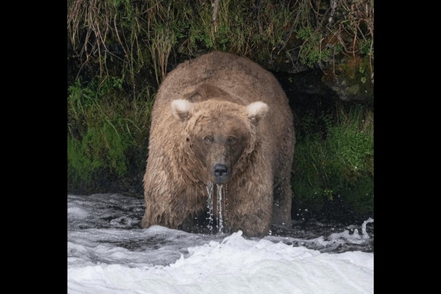 Grazer is Named the 2023 Fat Bear Week Champion