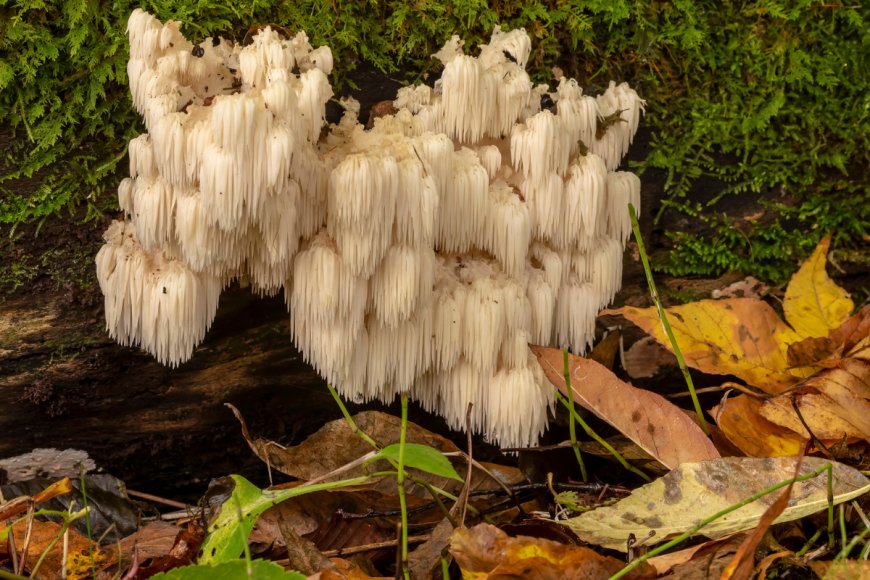4 Incredible National Parks for Mushroom Foraging