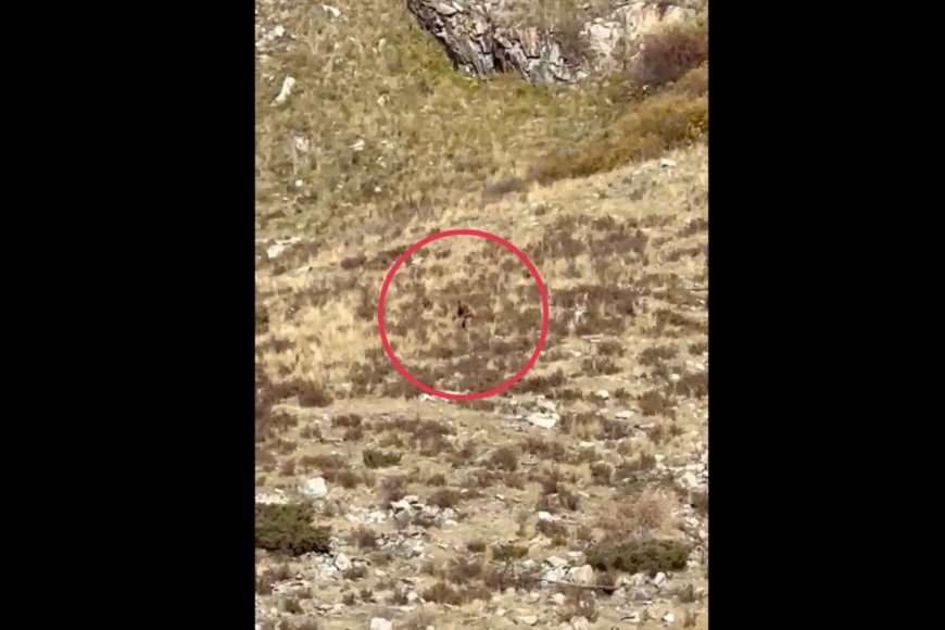 Watch: The Latest Bigfoot Video Comes From Rural Colorado