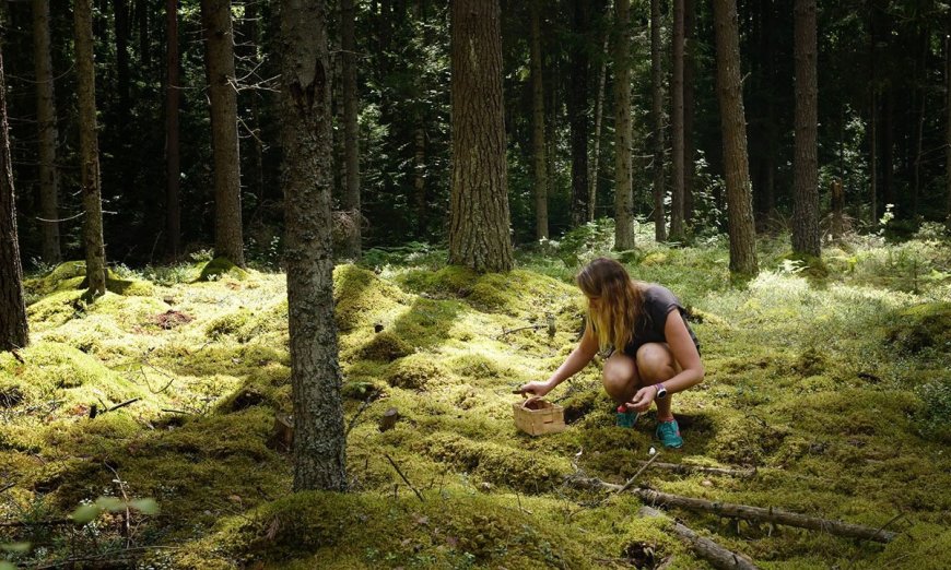 Science Behind Foraging: Why Gathering Plants Is Good for Your Body and Soul