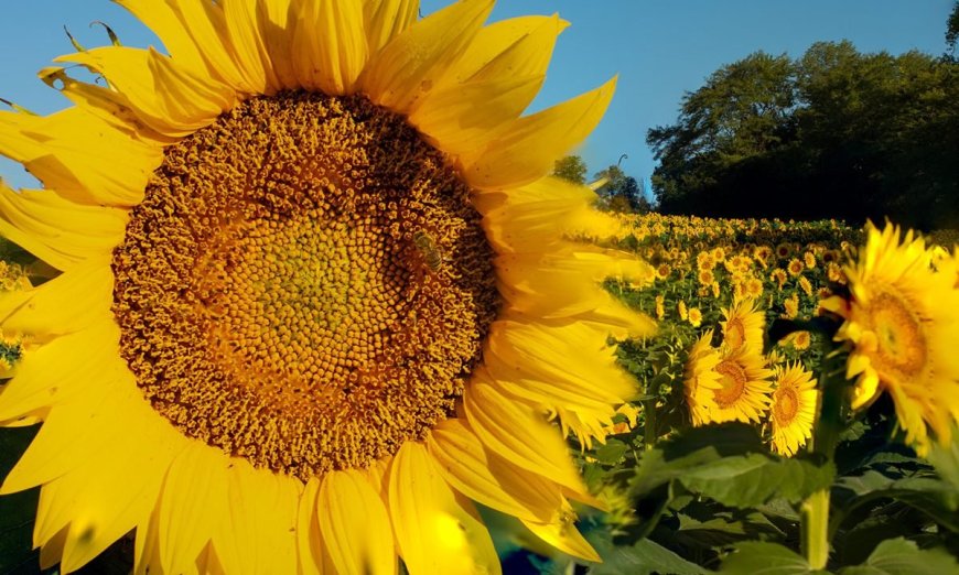 5 Incredible Outdoor Recreation Opportunities in Kansas