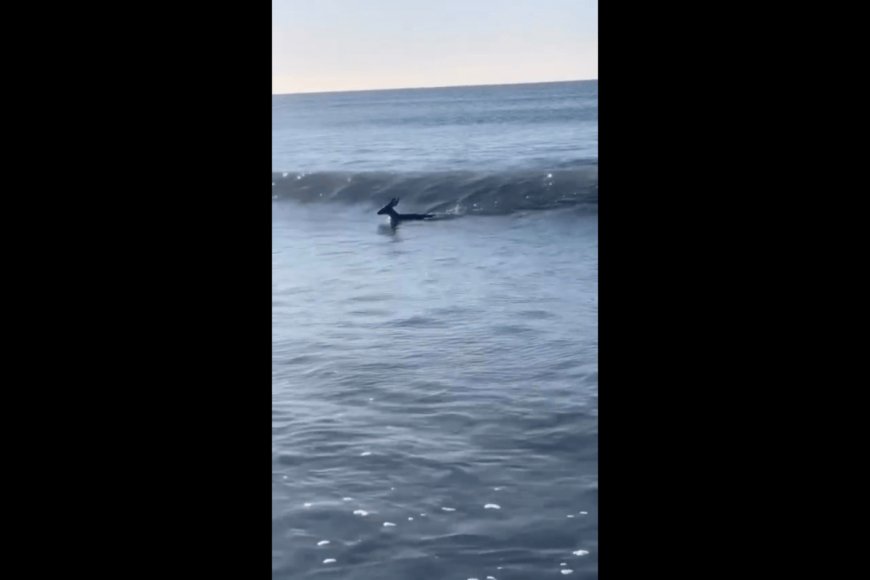 Watch This Deer Start Its Day By Catching Some Waves