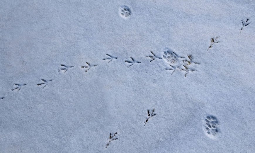 How to Track Animals Like a Scout, According to Chief Scout Bear Grylls