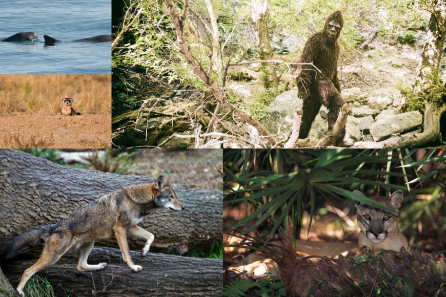 As Elusive as Bigfoot? Here Are 4 of the Rarest Animals in North America