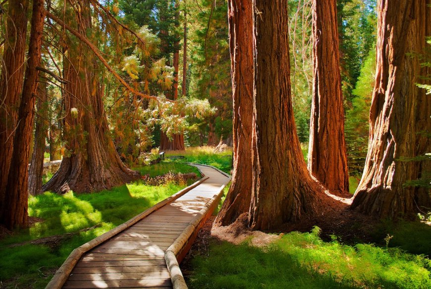 5 Things You Didn’t Know About Sequoia and Kings Canyon National Parks