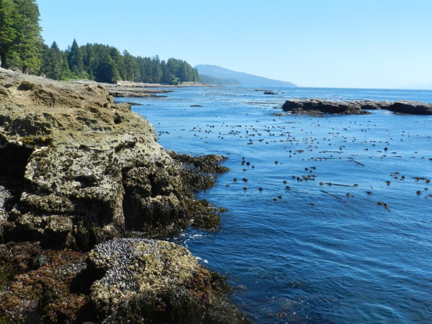 Sooke to Port Renfrew: A Day Tour to Experience the Rugged Pacific Coast on Vancouver Island, British Columbia