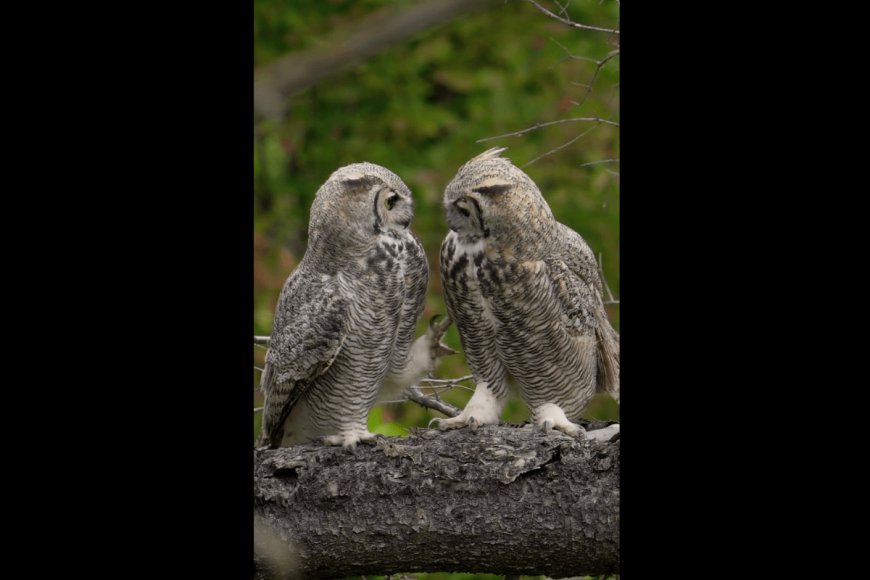 Photographer Captures Adorable Video of Two Owls ‘Play Fighting’