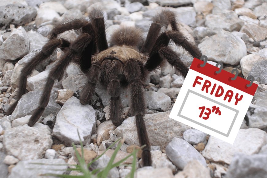 Celebrate Friday the 13th With This Tarantula That’s Looking for Love