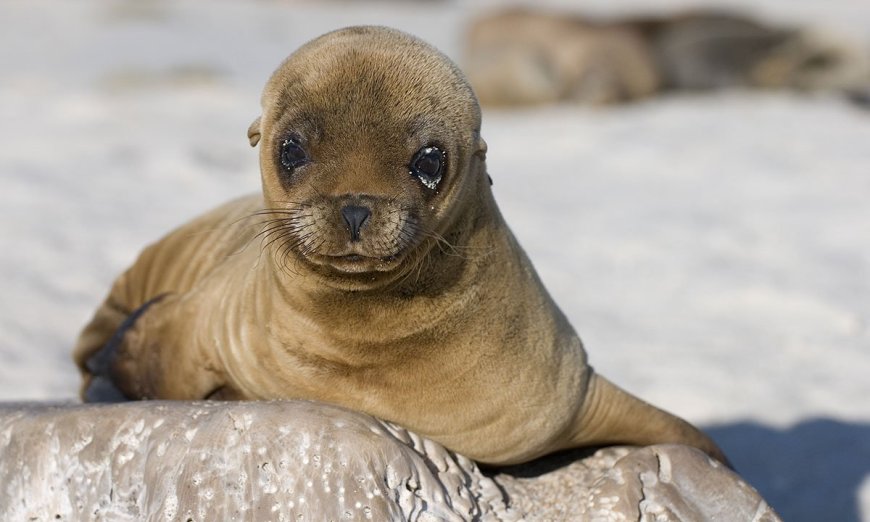Meet the ‘Singing’ Sea Lion Pup