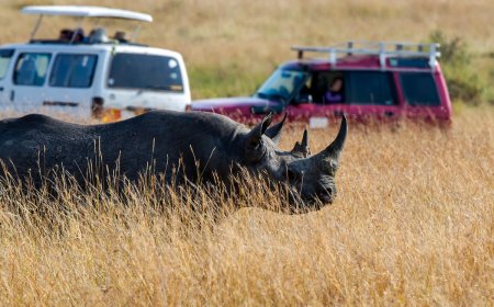 Calm Safari Guide Faces Rhino, Urges Guests to ‘Stay Still’