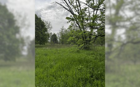 Can You Find the Random Deer Hiding in This Photo?