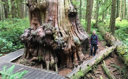 Port Renfrew, British Columbia: Fall Camping, Old Growth Forests and Beautiful Beaches