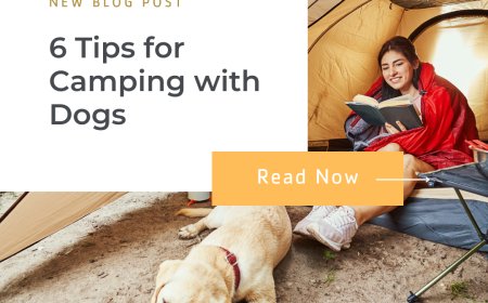 6 Tips for Camping with Dogs