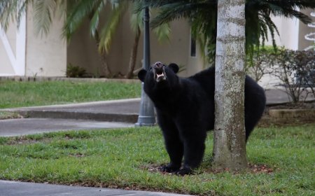 Bear Breaks Into Nursing Home, Climbs Into Bed With Resident