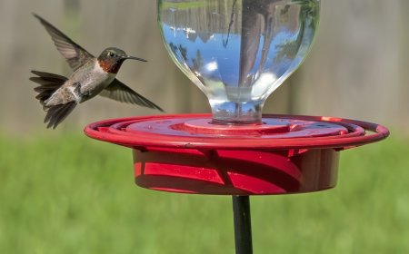 POV: 300-Pound ‘Hummingbird’ Shows up at Backyard Bird Feeder