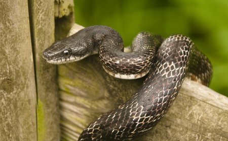 Ding-Dong! Slithery Sales-Snake Triggers Texas Doorbell Cam