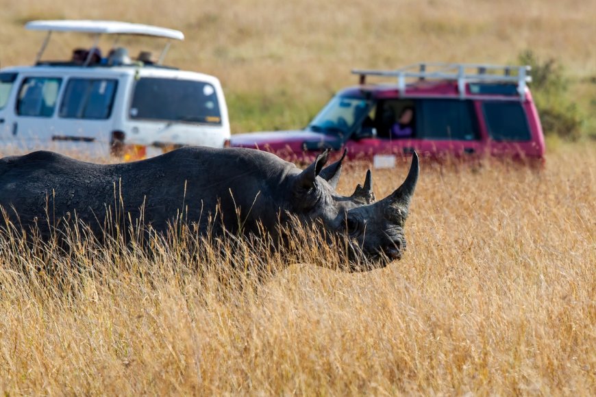 Calm Safari Guide Faces Rhino, Urges Guests to ‘Stay Still’