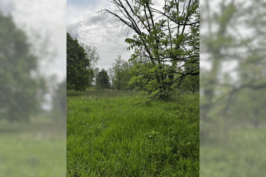 Can You Find the Random Deer Hiding in This Photo?