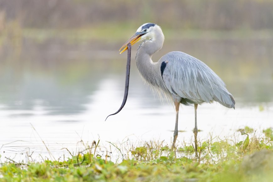 Eel Bursts From Heron’s Body Mid-Air, Shocking Photographer