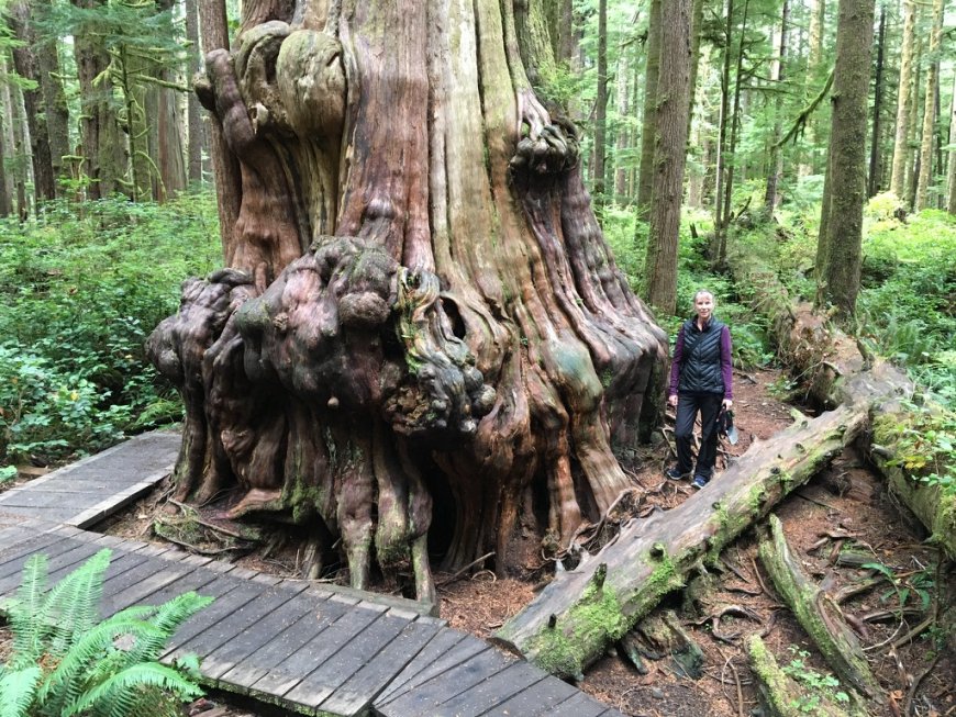Port Renfrew, British Columbia: Fall Camping, Old Growth Forests and Beautiful Beaches