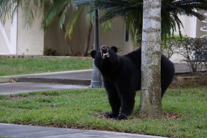Bear Breaks Into Nursing Home, Climbs Into Bed With Resident