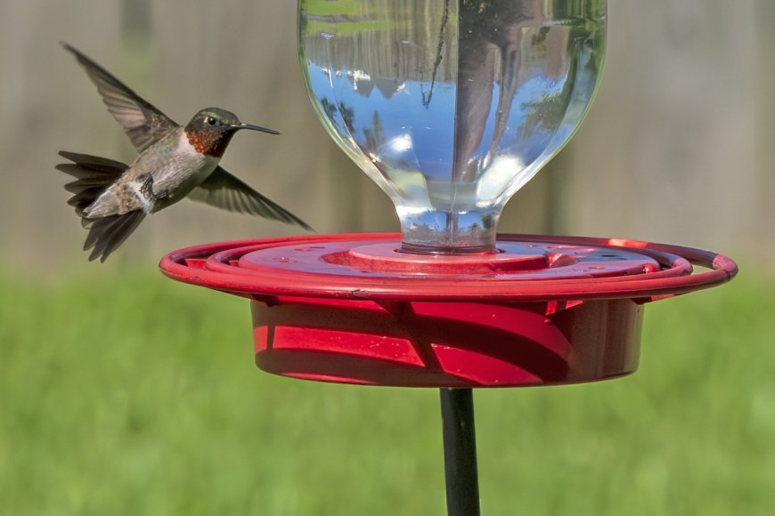 POV: 300-Pound ‘Hummingbird’ Shows up at Backyard Bird Feeder