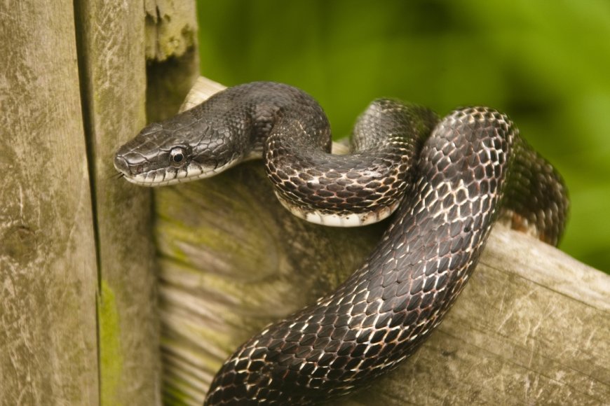 Ding-Dong! Slithery Sales-Snake Triggers Texas Doorbell Cam