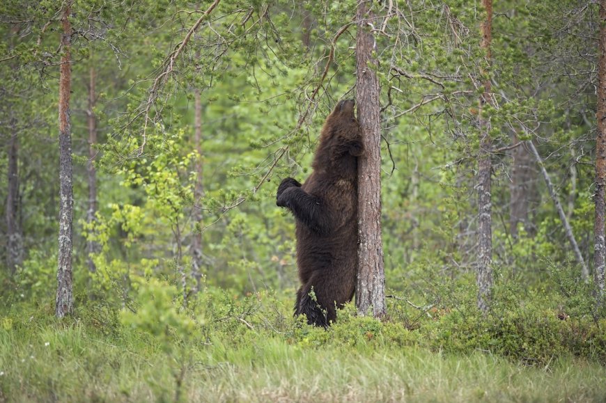 Love Trail-Cam Footage? This Best-of Compilation Is Golden