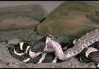 This Battle of Two Arizona Snakes Got Gross Fast (Video)