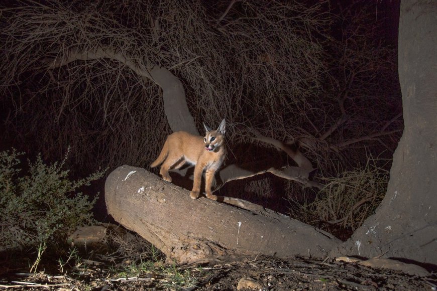 Trail Cam Spots Rare Apex Predator, See the Arabian Wild Cat